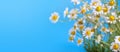 ÃÂ¡hamomile Matricaria recutita, blooming spring flowers on a blue background Royalty Free Stock Photo